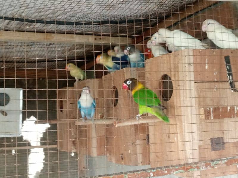 love birds for sale 1000per pice 1