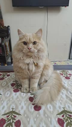 British  longhair cat  baby Persian