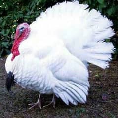 Turkey breeder pair 100%