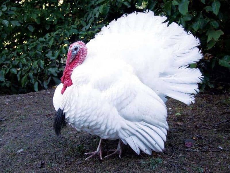 Turkey breeder pair 100% 1