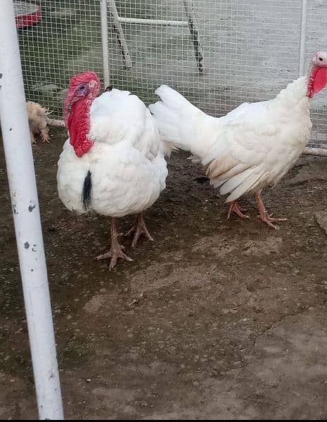 Turkey breeder pair 100% 2