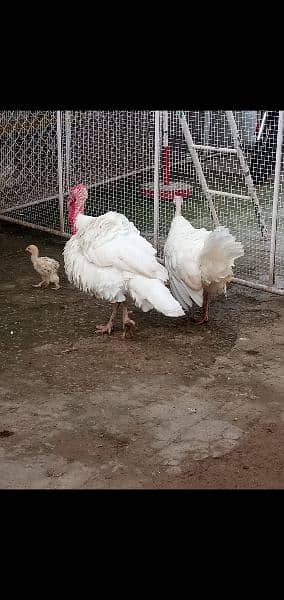 Turkey breeder pair 100% 3