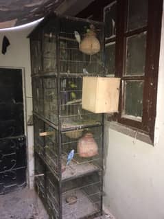 8 portions cage with birds