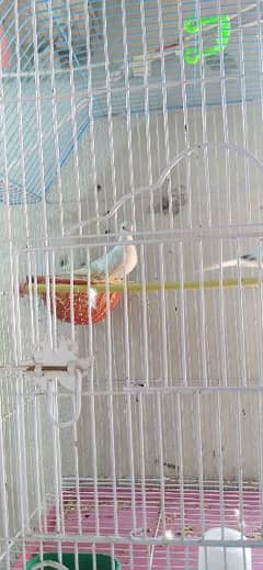 China dove 2 pairs ring brids good quality 03165745180 watsup