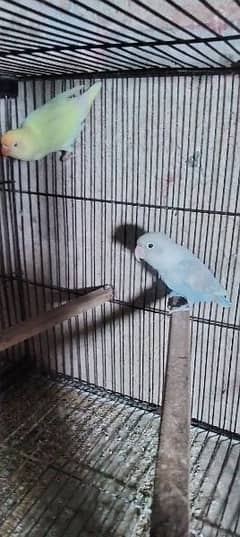 love birds breader pairs,pieces avilabel for sale good quality results