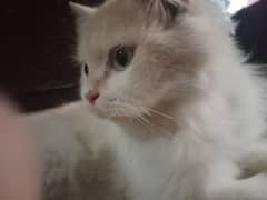 2 cotted Persian female cat