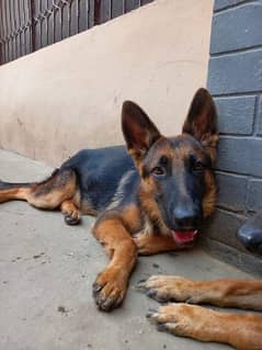 German Shepherd Stock hair male puppy.