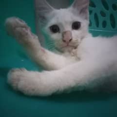 Turkish Angora Pair