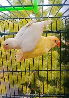 Lovebird/ Albino Split red / Common Luttino / Creamino /  Lahore