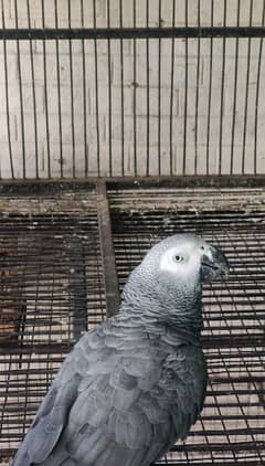 African grey one pair of more than three years and on African grey 1 y