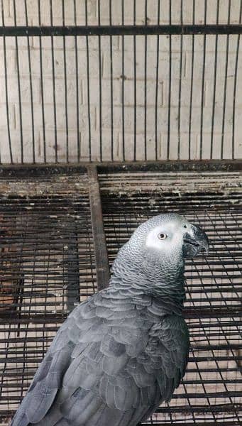 African grey one pair of more than three years and on African grey 1 y 0