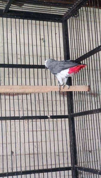 African grey one pair of more than three years and on African grey 1 y 1