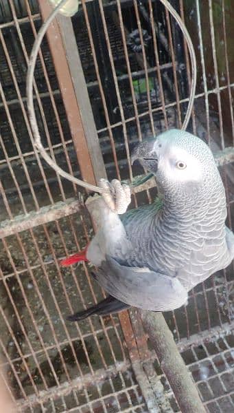 African grey one pair of more than three years and on African grey 1 y 2