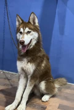 Siberian Husky Male Very Playful 0