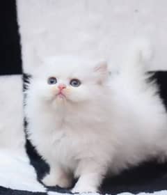 beautiful male kittenWhatsApp number03250=97=51=99