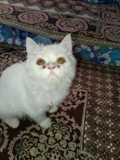 Persian cat doll face