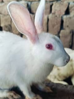 Rabbit Red eye full White