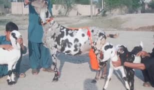 bakri far sale 03207375837