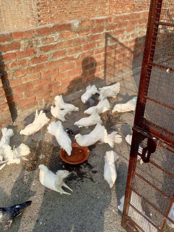 full white laky piegion for sale fancy laky 1