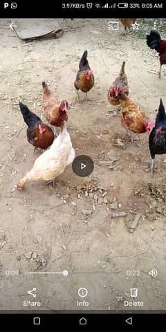 golden misri dysi egg laying hens