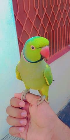 Male Parrot for Sale !!