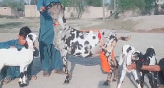 acchi bakri for sale WhatsApp number 03207375837 0