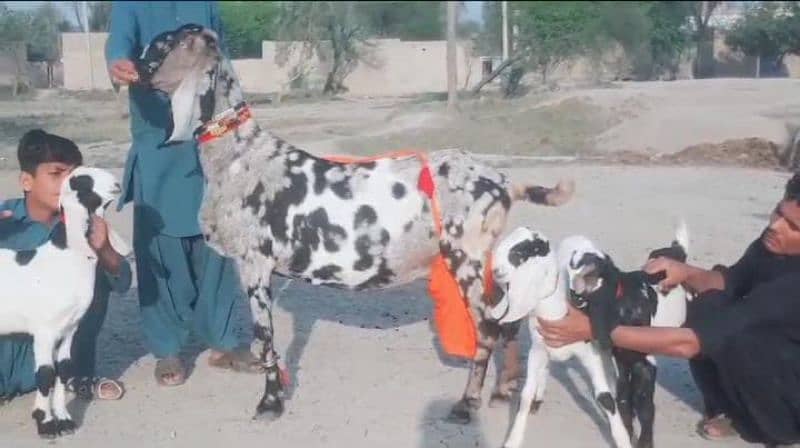 acchi bakri for sale WhatsApp number 03207375837 1