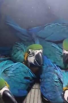 blue macaw parrot chips for sale 0336+51+30+711