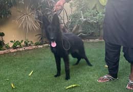 Black German shepherd