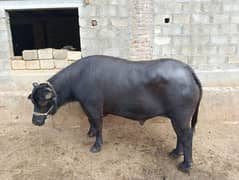 سنڈھا بھینسہ سانھ Bull Bulffalo, Katta, Sandha,  Sanh