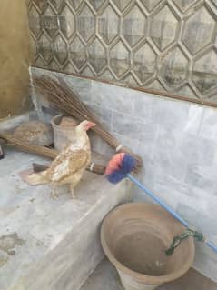 salling aseej hen pair