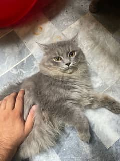 Persian triple coute cat