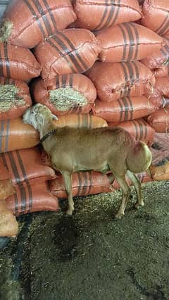 Turkey Sheep male for breeding