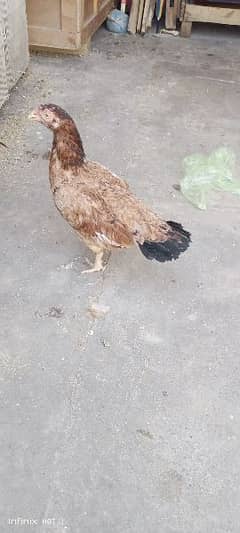 aseel mianwali hen