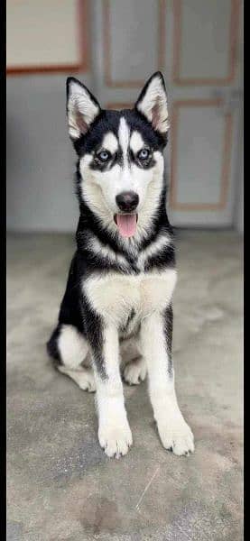 Siberian Husky 2