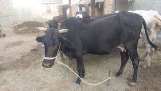 cow for sale 0