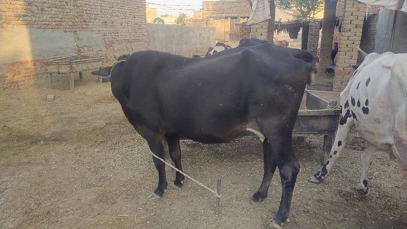 cow for sale 2