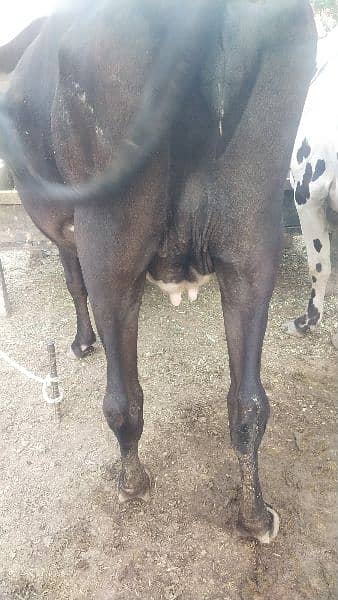 cow for sale 3