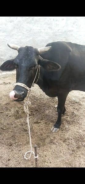 cow for sale 4