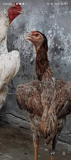 pyor Jarman shamo hen for sale