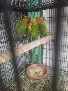 mother feed pay play hoye sun conure 0