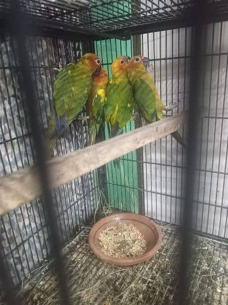 mother feed pay play hoye sun conure 0