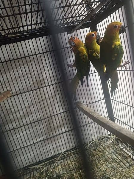 mother feed pay play hoye sun conure 1