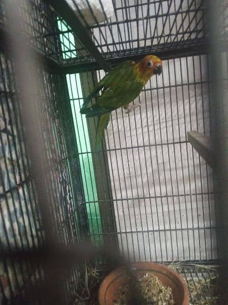 mother feed pay play hoye sun conure 2