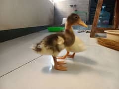 Cute little Ducklings