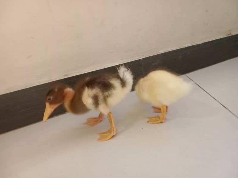 Cute little Ducklings 2