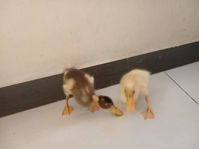 Cute little Ducklings 4