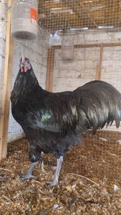 Ma Sha Allah Black Australorp heritage Male patha fir sale