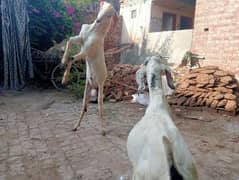 Beautiful kheera Bakry qurbani 25