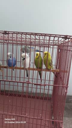 king size budgies tcb ma full breeder pair